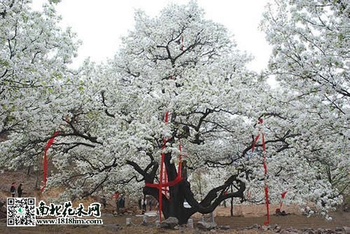 500年梨樹開花