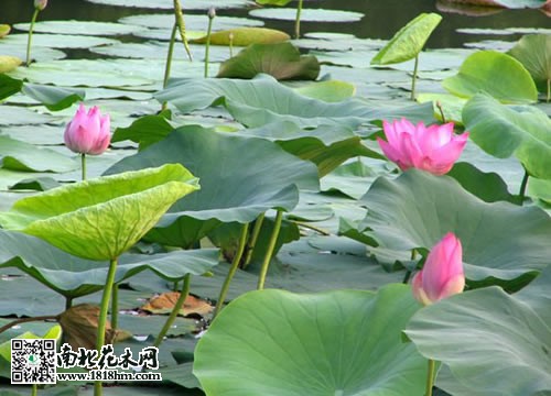 水生植物