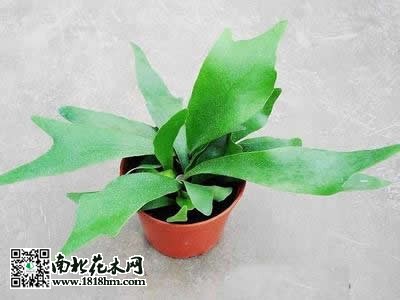 鹿角蕨