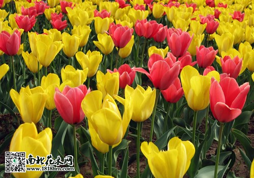 郁金香養殖技巧
