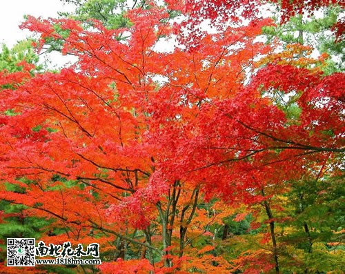 紅楓