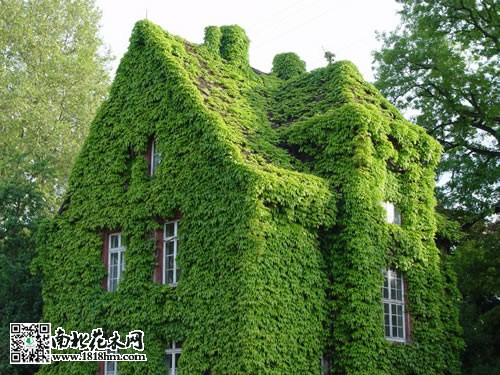 爬山虎
