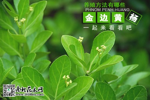金邊黃楊