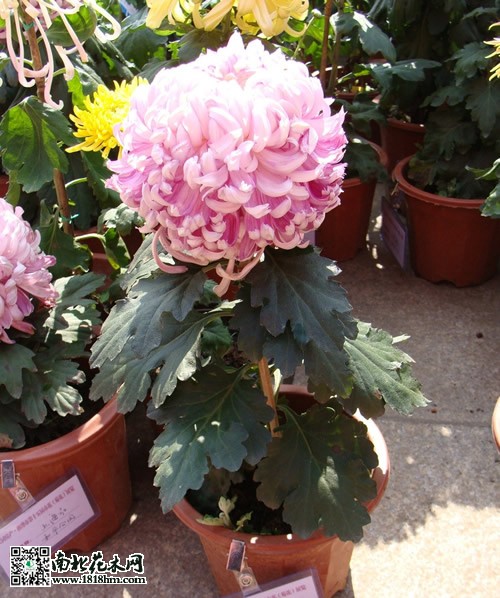 獨本菊