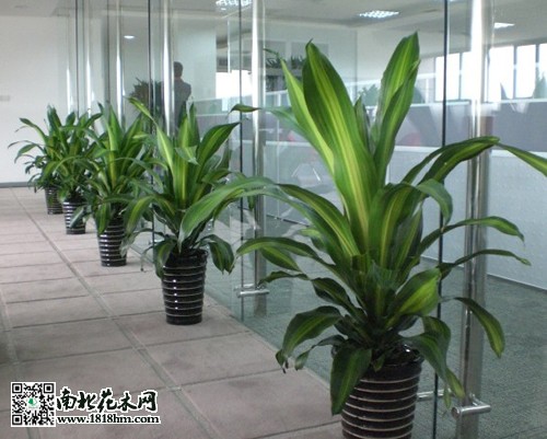 也門鐵的養殖方法