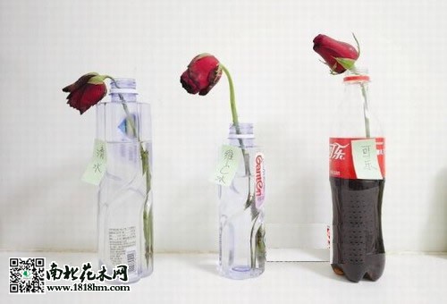 用可樂保存鮮花