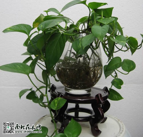 綠蘿的養殖方法