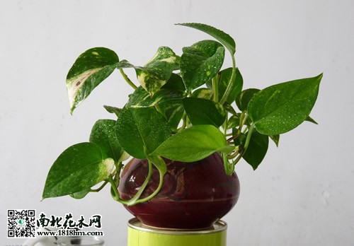 綠蘿的養殖方法2