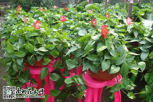 綠蘿的養殖方法3