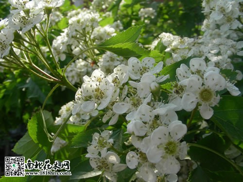 山楂樹開花圖片