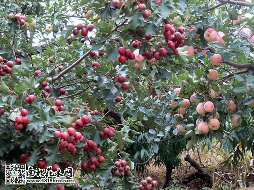 山楂樹結果圖片