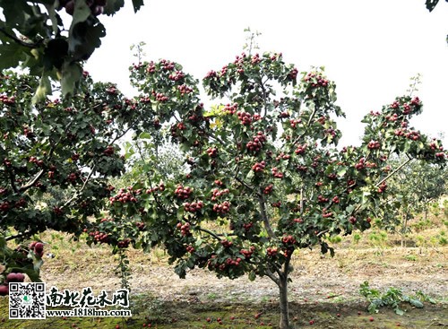 山楂樹圖片
