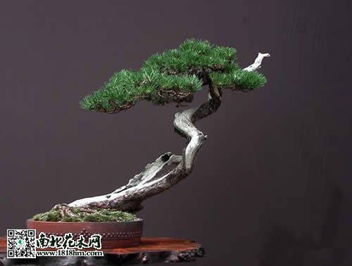 松樹盆景的制作方法及技巧