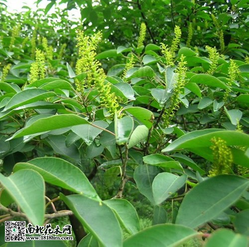 烏桕圖片