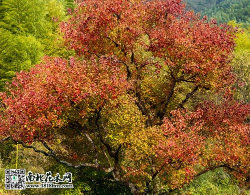 烏桕圖片2
