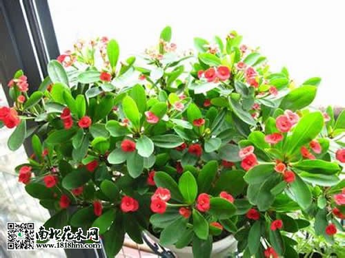 虎刺梅