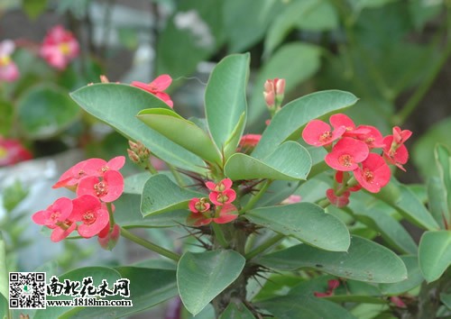 虎刺梅2