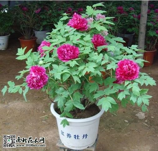 盆栽牡丹的養殖方法