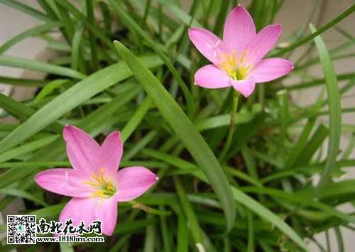 韭蘭