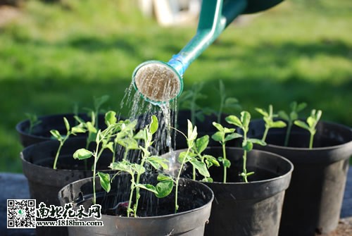 養花澆水知識
