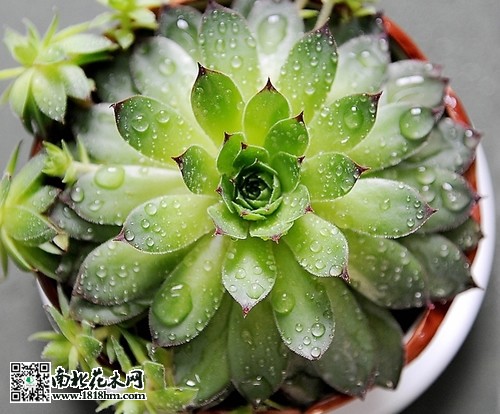 石蓮花