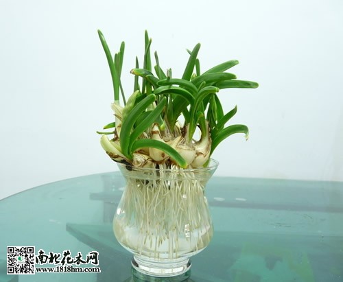 水仙花水培養殖