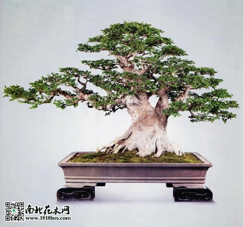 樸樹盆景