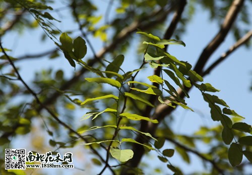 珊瑚樸樹