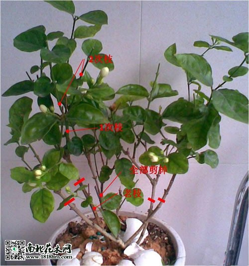 圖解茉莉的修剪方法