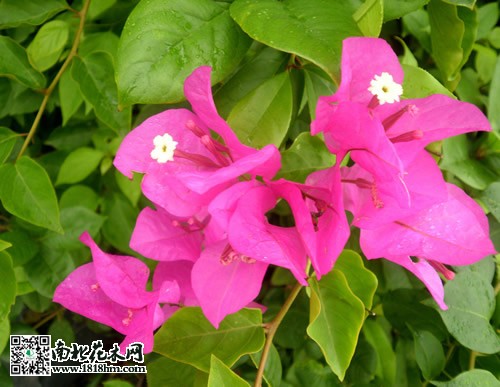 葉子花
