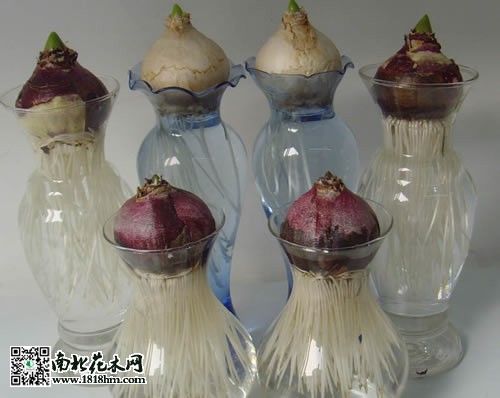 風信子種球2