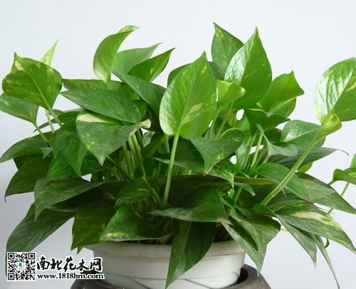 綠蘿換盆的方法