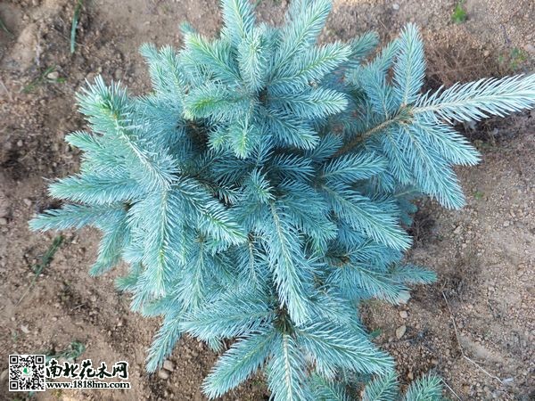 科羅拉多藍杉