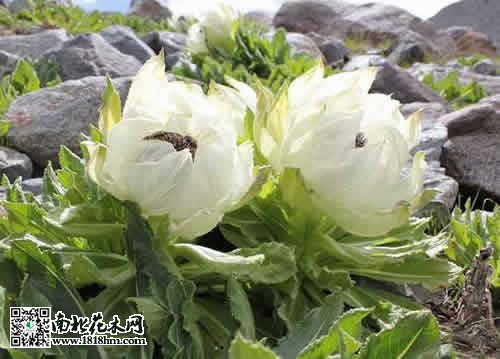 雪蓮花
