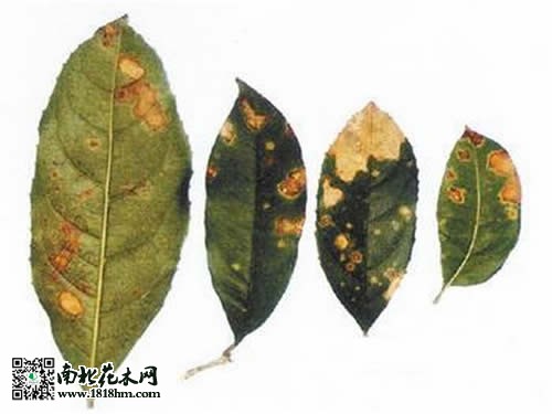 桂花葉斑病癥狀