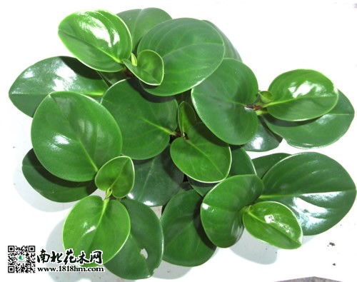 豆瓣綠的養殖方法