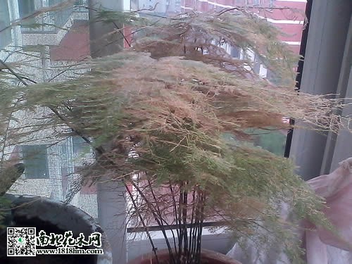 文竹葉子發黃