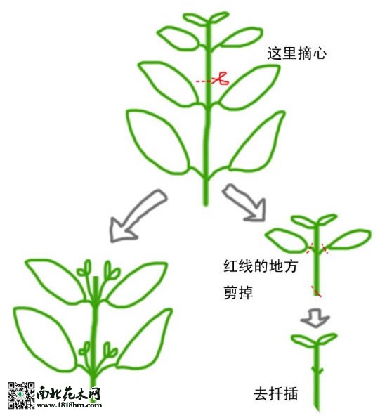 打頂