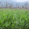 水生態治理 水上環保生物浮床  水生植物浮島—再力花