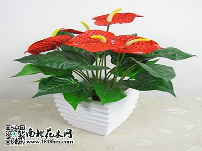 紅掌