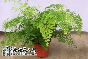 鐵線蕨