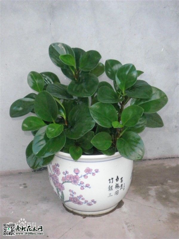 豆瓣綠