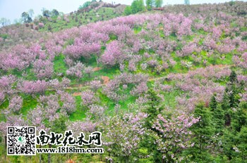 三郎鎮櫻花