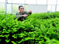 中山苗木種植大戶年收入數百萬