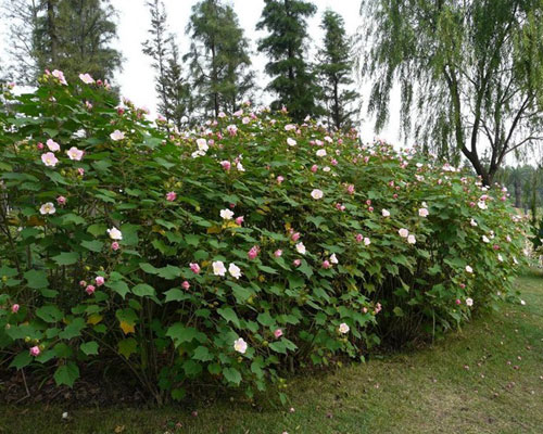 木芙蓉圖片