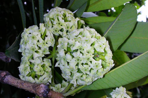 行道樹盆架子