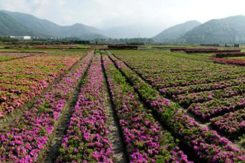 花卉種植基地