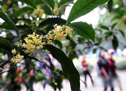南京桂花節