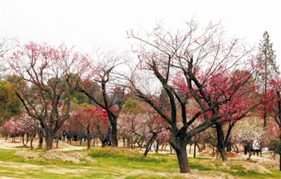 全南縣打造全國芳香花木產業集群地