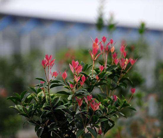 全南縣打造全國芳香花木產業集群地